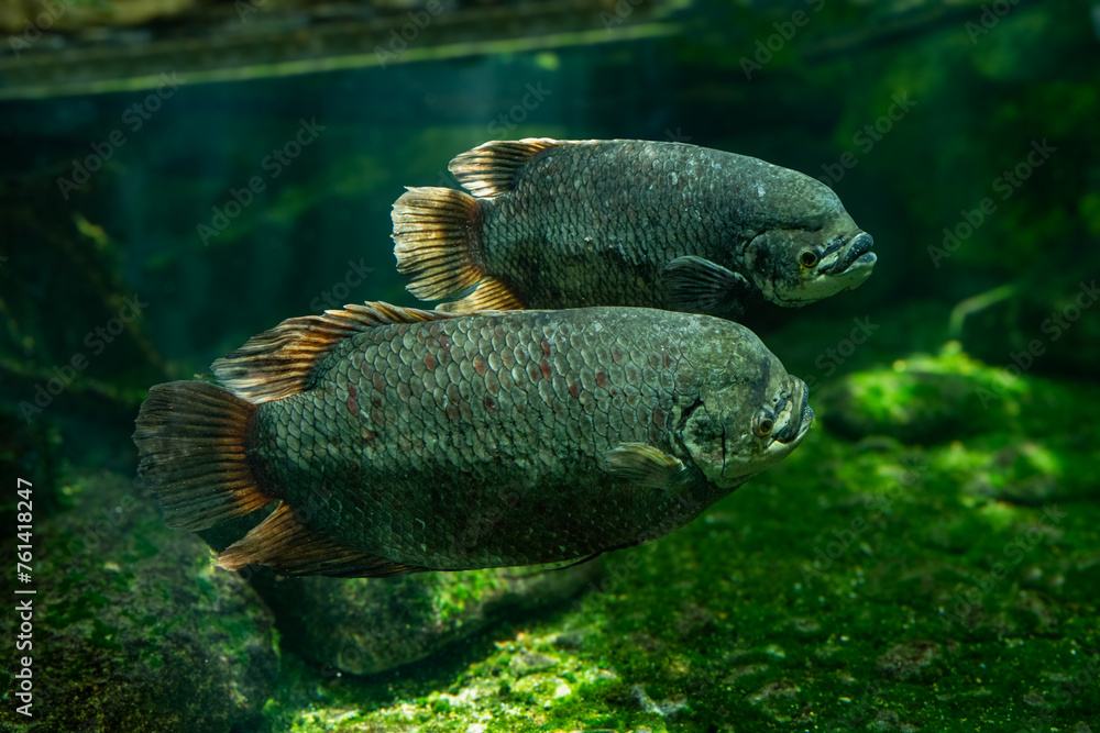 The giant gourami (Osphronemus goramy) is a species of large gourami ...