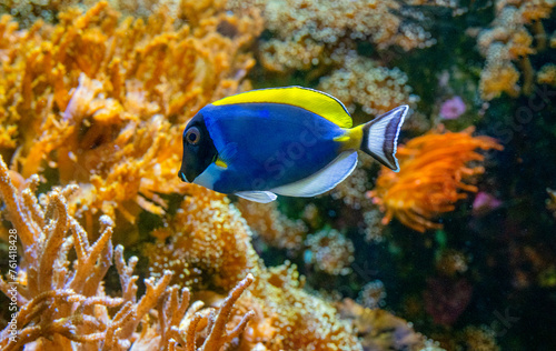 Acanthurus leucosternon, commonly known as the blue surgeonfish, powder blue tang or powder-blue surgeonfish, is a species of marine ray-finned fish belonging to the family Acanthuridae photo