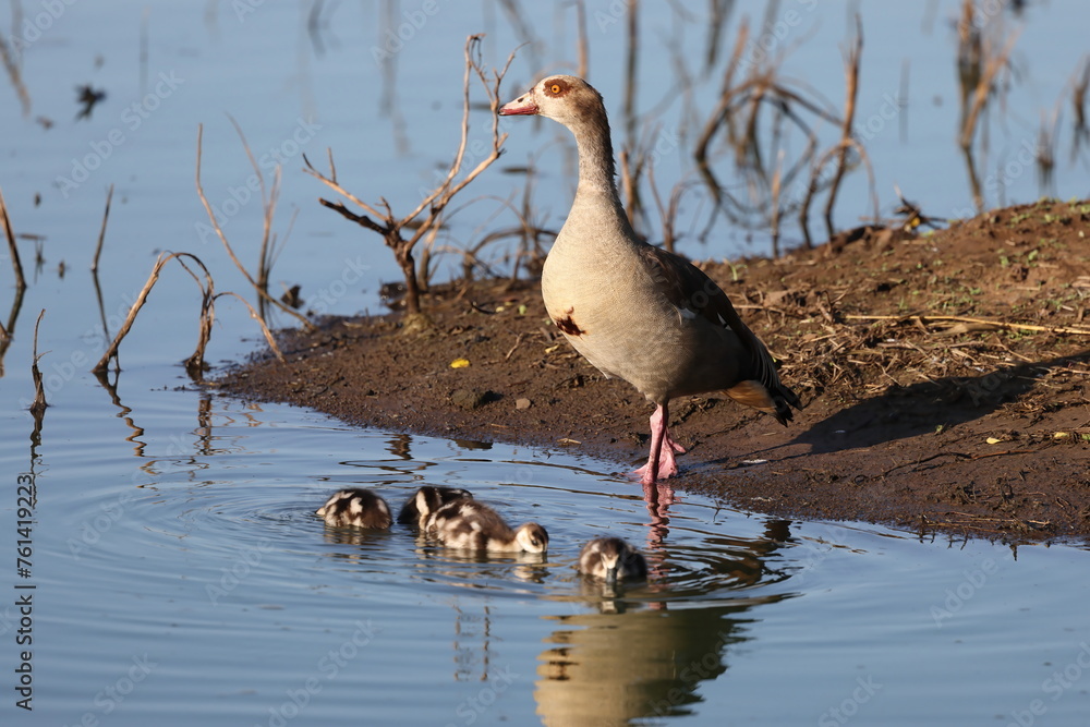 Egyptian goose (Alopochen aegyptiaca) is an African member of the ...