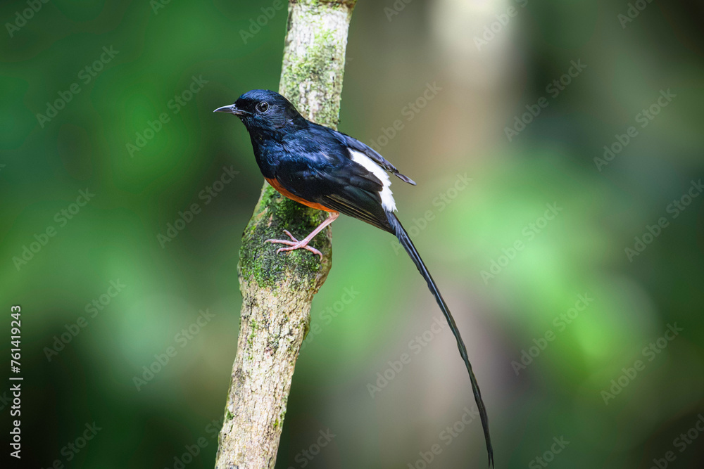 Obraz premium White-Rumped Shama (Copsychus Malabaricus)
