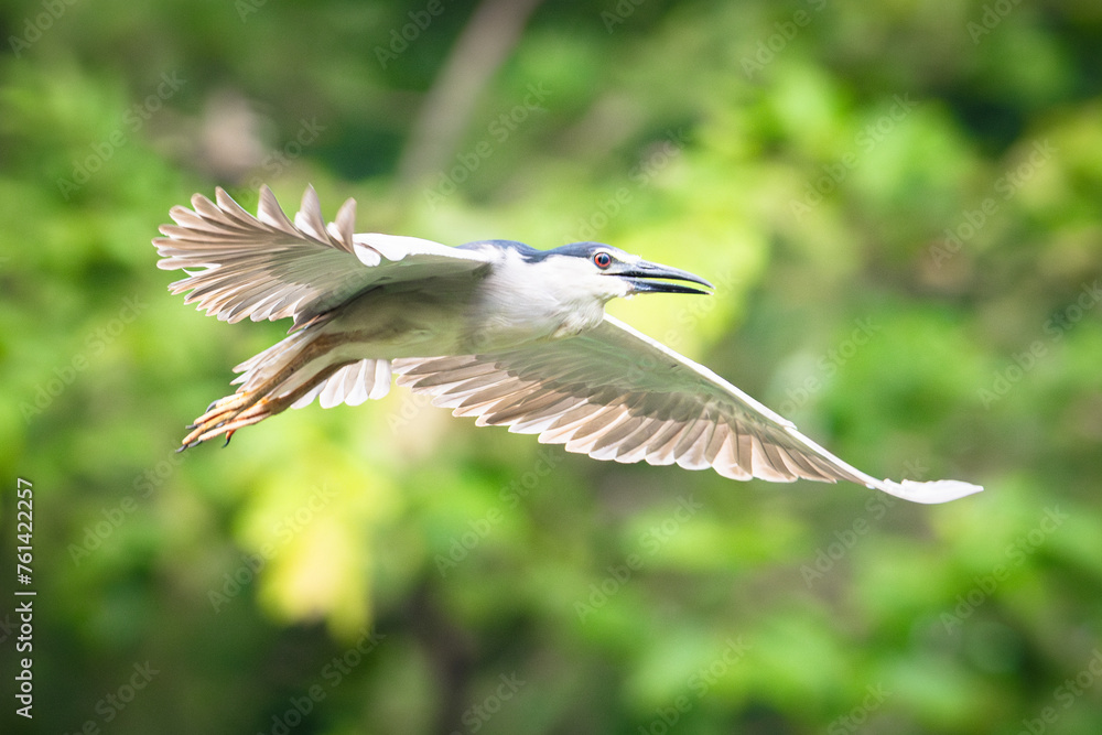 Black-Crowned Night Heron (Nycticorax Nycticorax) Black-Crowned Night Heron (Nycticorax Nycticorax)