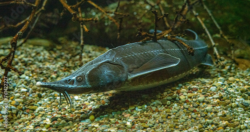Sterlet (Acipenser ruthenus), Baden-Wuerttemberg, Germany, Europe