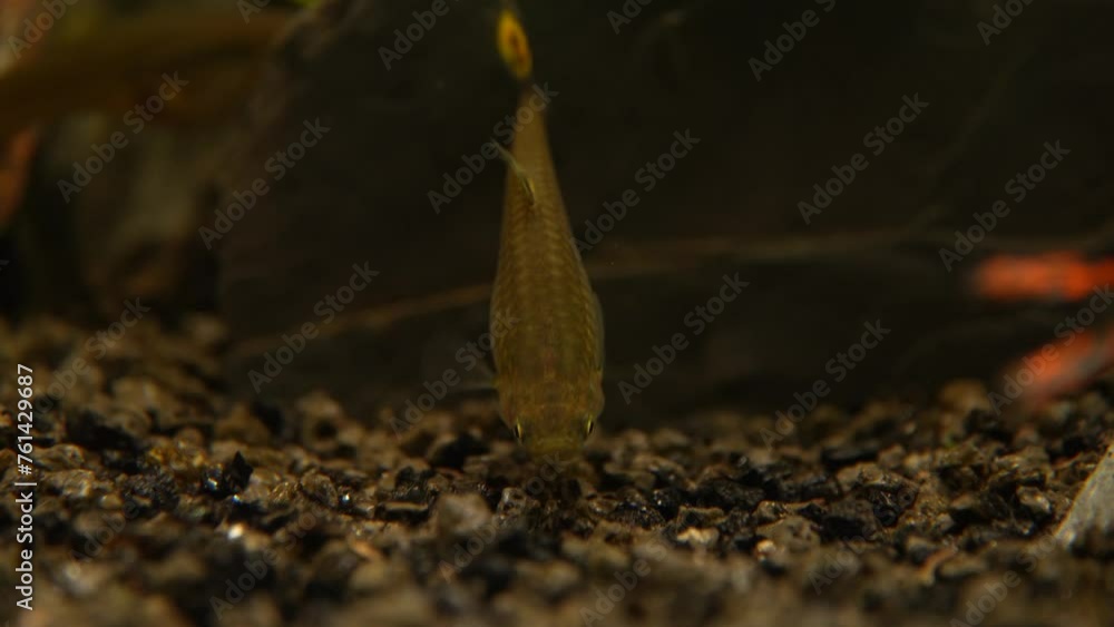 Guppy sucht Nahrung