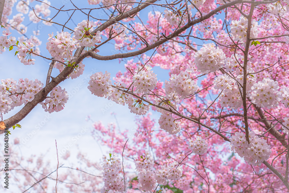 Peak bloom, Cherry Blossom Festival in Washington DC.