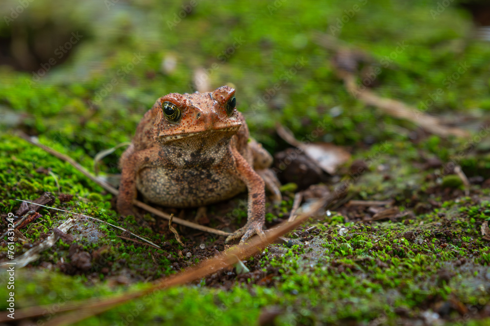 Asian common toad Duttaphrynus melanostictus on green mossy surface, with natural bokeh background Asian common toad Duttaphrynus melanostictus on green mossy surface, with natural bokeh background