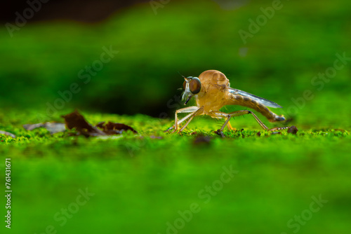 gold robber fly from the family asilidae perching on green moss, with natural bokeh background © Ralfa Padantya