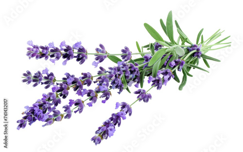 Botanical Bliss: Exploring Lavender Lavandula Generative AI