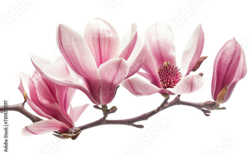 Graceful Bloom: Magnolia Generative AI