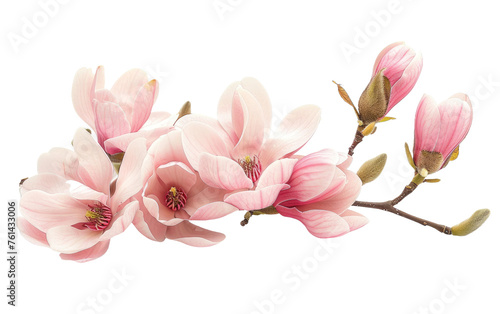 Elegant Beauty: Exploring Magnolia Generative AI © Usama