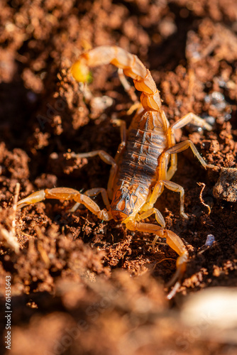 A golden scorpion poised on red earth, showcasing its segmented body and curved stinger in its natural desert environment