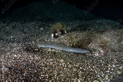Canvas Print Close-up of European conger eel (Conger conger) underwater, Tenerife