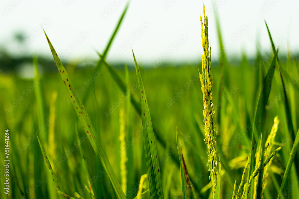 Obraz premium Closeup green paddy rice in the field, paddy field is for food production
