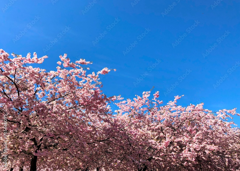Beautiful spring sign - gentle pink blooming sakura japan cherry blossom flowers on the tree branches agains deep blue sky