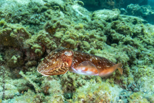 Common cuttlefish (Sepia officinalis) Tenerife, Canary Islands, Spain.