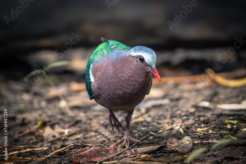 Asian Emerald Dove (Chalcophaps Indica) photo