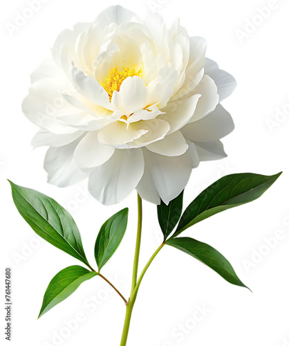 White peony flower isolated 