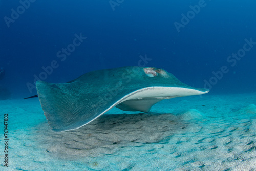 Wallpaper Mural Round stingray, Taeniura grabata in Tenerife, Canary Islands, Spain. Torontodigital.ca
