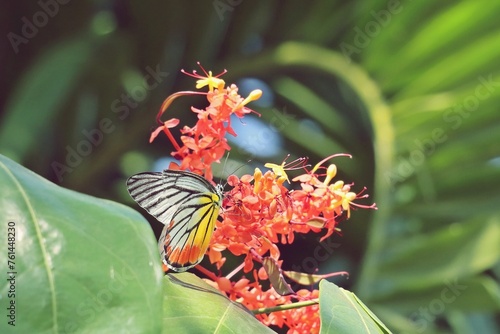 Common Jezebel Butterfly (Delias Eucharis) eating nectar on Ashoka Tree Flowers photo