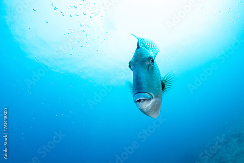 Fotografie Oceanic triggerfish in its natural habitat, Tenerife, Canary Islands