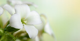 Closeup of white kalanchoe flowers