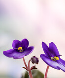 Closeup of two african violet flowers