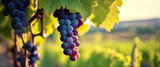 Banner-Eleganza naturale- Grappoli d'uva in crescita, simbolo di abbondanza e prosperità