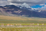 Tibet Kailash mountain view China The kiang is the largest of the wild asses
