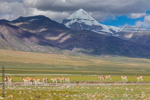 Tibet Kailash mountain view China The kiang is the largest of the wild asses