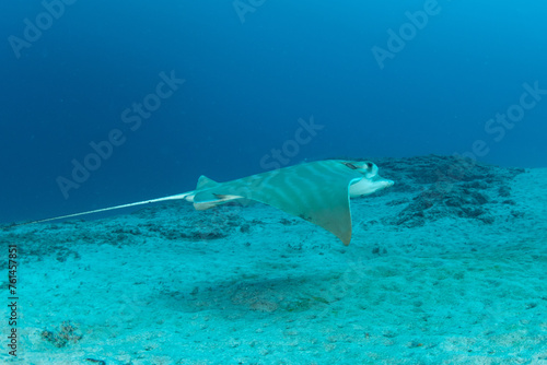 Bull ray (Pteromylaeus bovinus), Tenerife, Canary Islands. photo