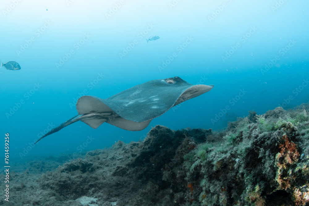 Fototapeta premium Round stingray, Taeniura grabata in Tenerife, Canary Islands, Spain.