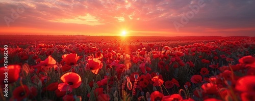 Breathtaking landscape of a poppy field at sunset with the sun dipping low on the horizon, casting a warm glow over the vibrant red flowers photo