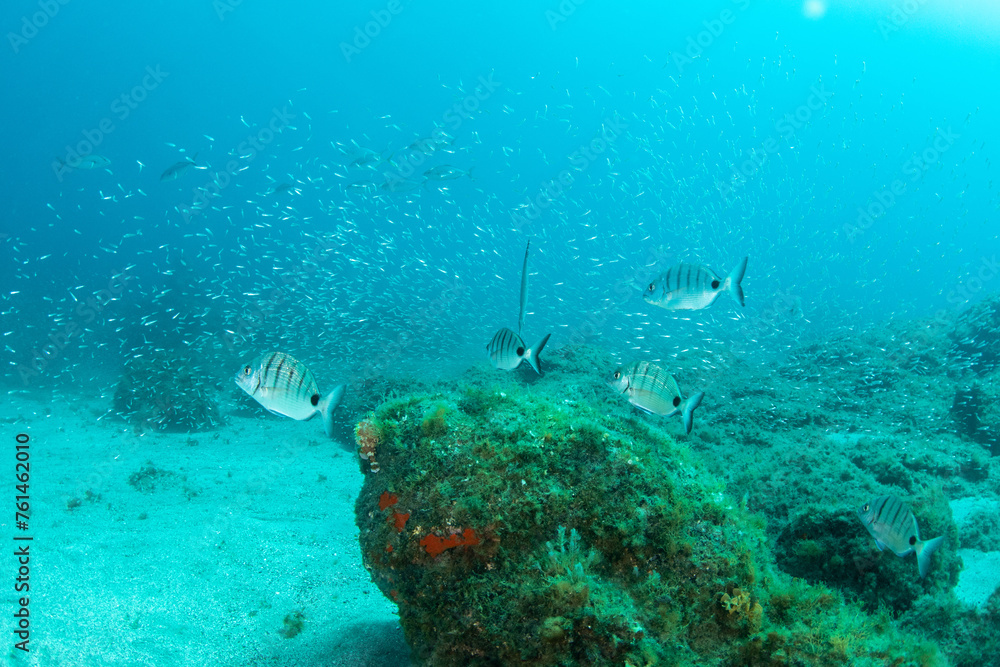 Fototapeta premium Underwater rocky reef with school of small fish at Montaña Amarilla, Tenerife, Canary Islands