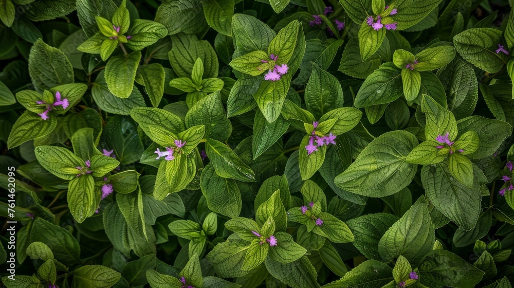 Comfrey patch in a lush herb garden, showcasing its broad green leaves and clusters of purple flowers. Plant's integration into a diverse ecosystem, emphasizing its role in herbal medicine. - obrazy, fototapety, plakaty 