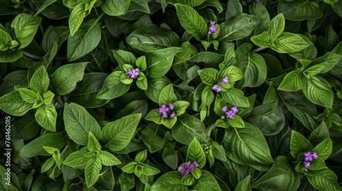 Comfrey patch in a lush herb garden, showcasing its broad green leaves and clusters of purple flowers. Plant's integration into a diverse ecosystem, emphasizing its role in herbal medicine.