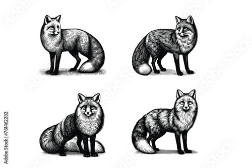 set of fox illustration. hand drawn fox black and white vector illustration. isolated white background