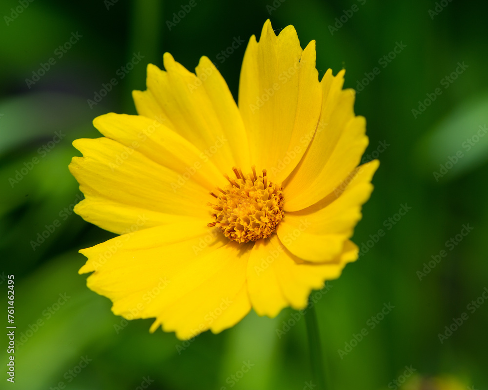 One flower of yellow chamomile on a blurred green background One flower of yellow chamomile on a blurred green background