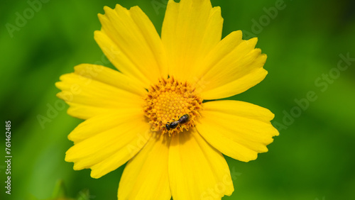 Schilderij op canvas One flower of yellow chamomile on a blurred green background