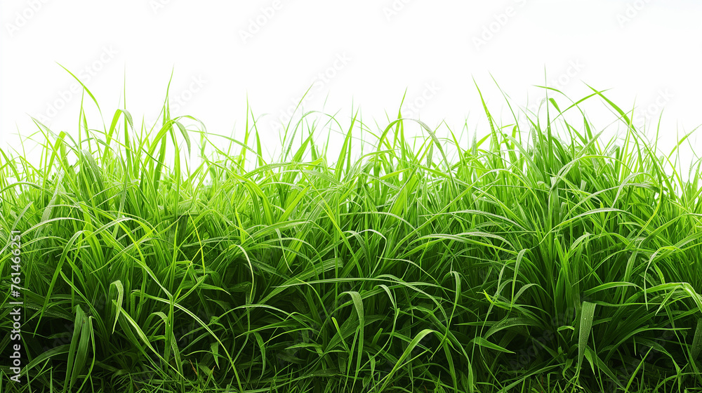Obraz premium Thick short grass, white background, realistic photography, vibrant empty scene style, well lit, natural scenery, full of energy