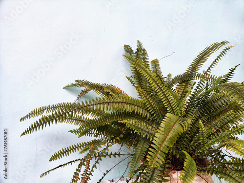 Swordfern Nephrolepis exaltata Called Boston fern also. Domestic plant photo