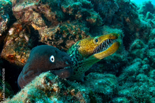 Black moray eel and Fangtooth moray eel, closeup in Tenerife, Canary Islands.