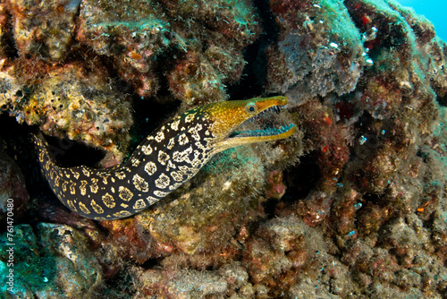 Black moray eel and Fangtooth moray eel, closeup in Tenerife, Canary Islands.