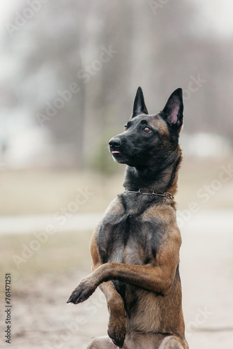 A Malinois dog in nature in early spring