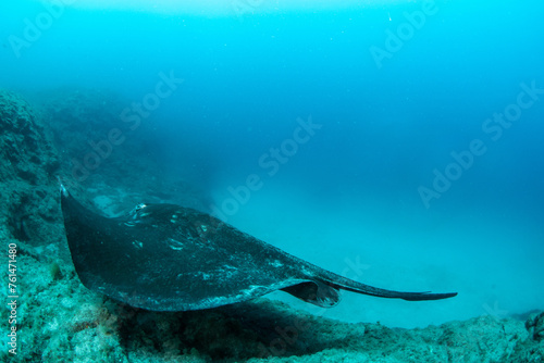 Round stingray, Taeniura grabata in Tenerife, Canary Islands, Spain.