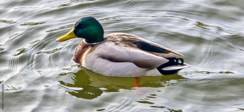 Obraz premium Malard Duck swims on a sea in the water (Anas platyrhynchos)