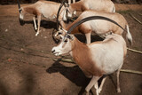 Herd of Goats Standing on Dirt Field. Barbary sheep in Wroclaw zoo