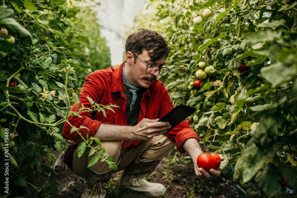 Fototapeta premium Worker enjoys a sunny day harvesting veggies, tablet aiding in greenhouse management