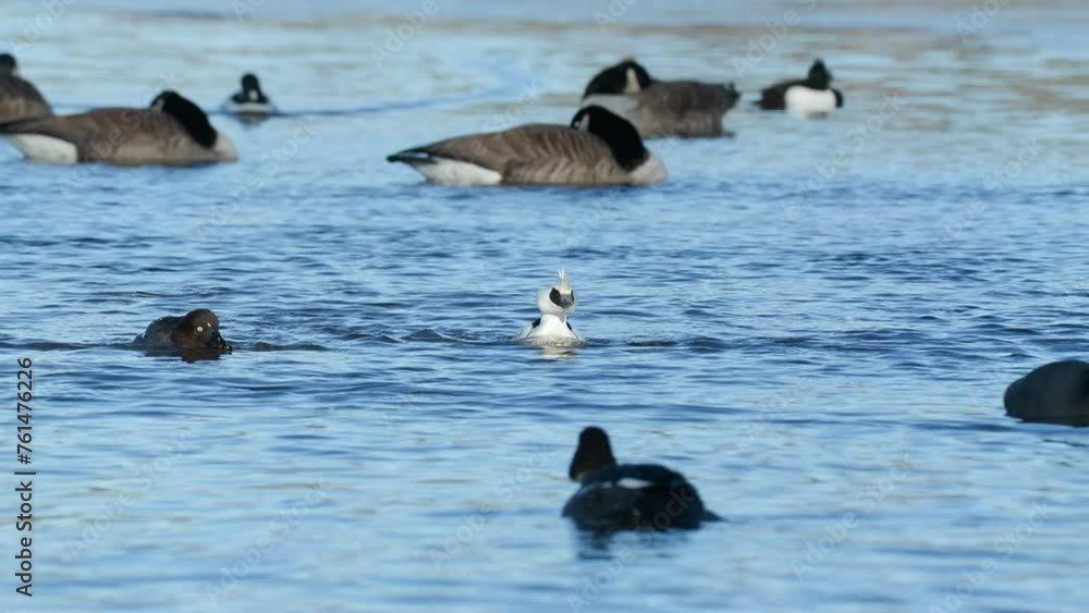 bird duck smew swim in lake front view Mergellus albellus bird sanctuary natural world norway bird duck smew swim in lake front view Mergellus albellus bird sanctuary natural world norway