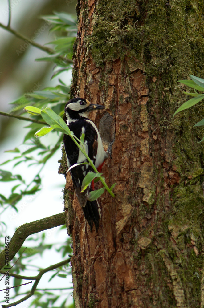 Pic épeiche,.Dendrocopos major, Great Spotted Woodpecker Pic épeiche,.Dendrocopos major, Great Spotted Woodpecker