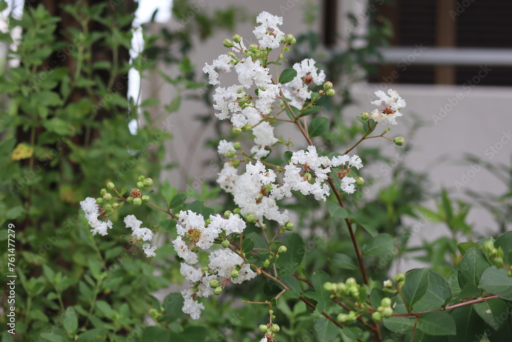夏場の住宅地に植えられた白い花