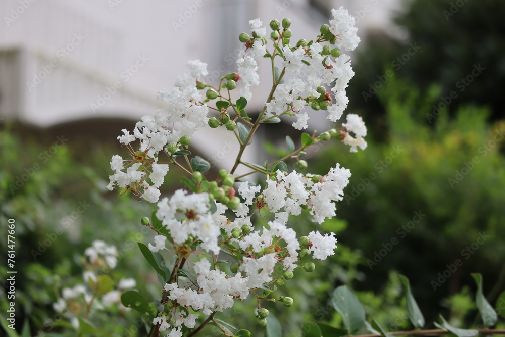 Obraz premium 住宅地の白い花